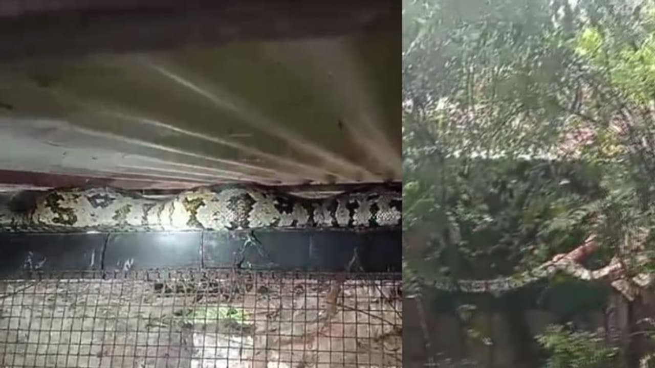 രാത്രിയിൽ കൂട്ടിൽ കയറി കോഴികളെ വിഴുങ്ങി, കാഴ്ചകണ്ട് വീട്ടുകാർ ഞെട്ടി; പെരുമ്പാമ്പിനെ പിടികൂടി വനംവകുപ്പ്