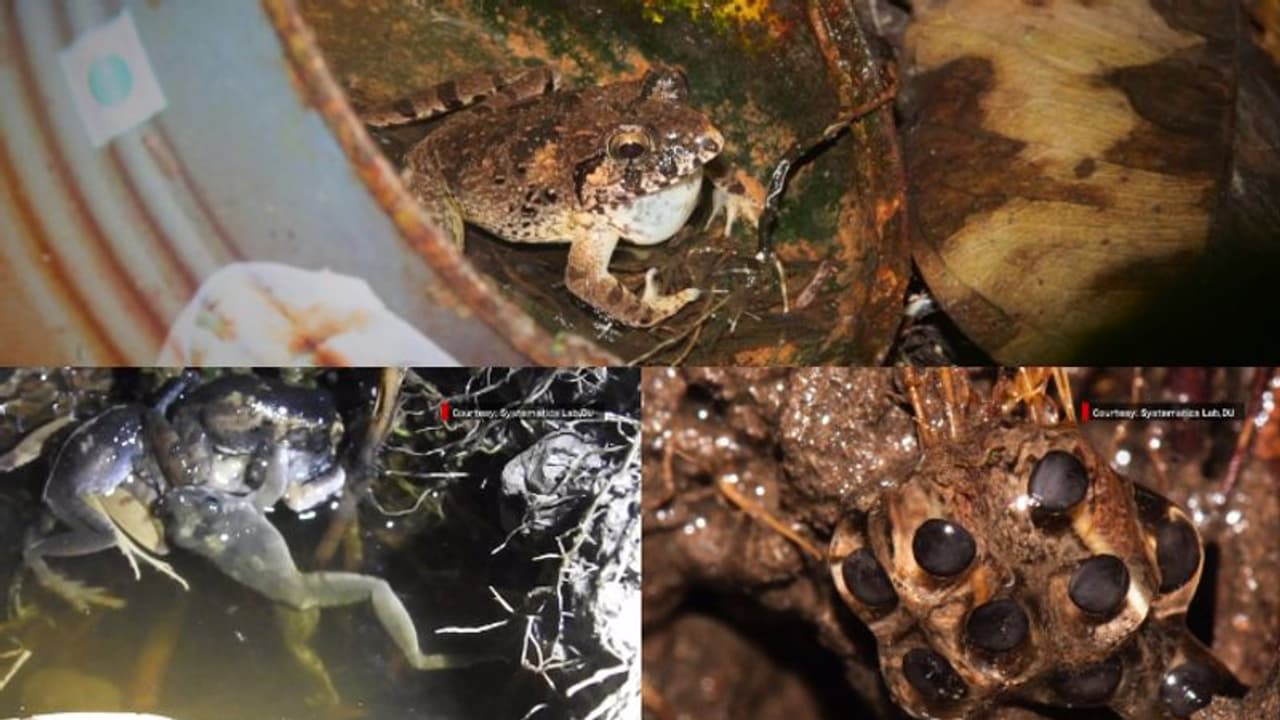 പങ്കാളിയെ സ്വന്തമാക്കാൻ 18 അടവും പയറ്റുന്ന മിനെർവയ ചാൾസ് ഡാർവിൻ; മനുഷ്യനോട് ജീവൻ കാക്കാനുള്ള പോരാട്ടത്തിൽ പങ്കാളിയെ സ്വന്തമാക്കാൻ 18 അടവും പയറ്റുന്ന മിനെർവയ ചാൾസ് ഡാർവിൻ; മനുഷ്യനോട് ജീവൻ കാക്കാനുള്ള പോരാട്ടത്തിൽ