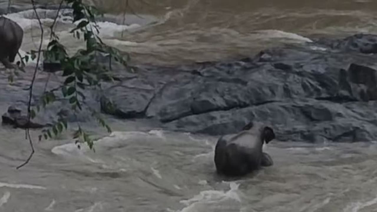 കരിമ്പുഴ മുറിച്ച് കടക്കാനെത്തി കാട്ടാനക്കൂട്ടം, അടിതെറ്റി കുട്ടിയാനകൾ, പിടിച്ച് കയറ്റി പിടിയാനകൾ 