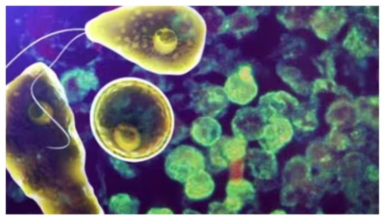 കോഴിക്കോട് ഒരു കുട്ടിക്ക് കൂടി അമീബിക് മസ്തിഷ്കജ്വരം സ്ഥിരീകരിച്ചു