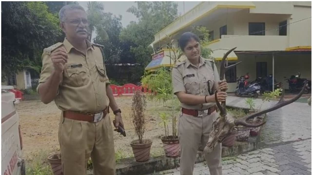 മോഷ്ടിച്ച മാൻ കൊമ്പുമായി യുവാക്കൾ അറസ്റ്റില്; പിടി വീണത് വാഹന പരിശോധനക്കിടെ മോഷ്ടിച്ച മാൻ കൊമ്പുമായി യുവാക്കൾ അറസ്റ്റില്; പിടി വീണത് വാഹന പരിശോധനക്കിടെ