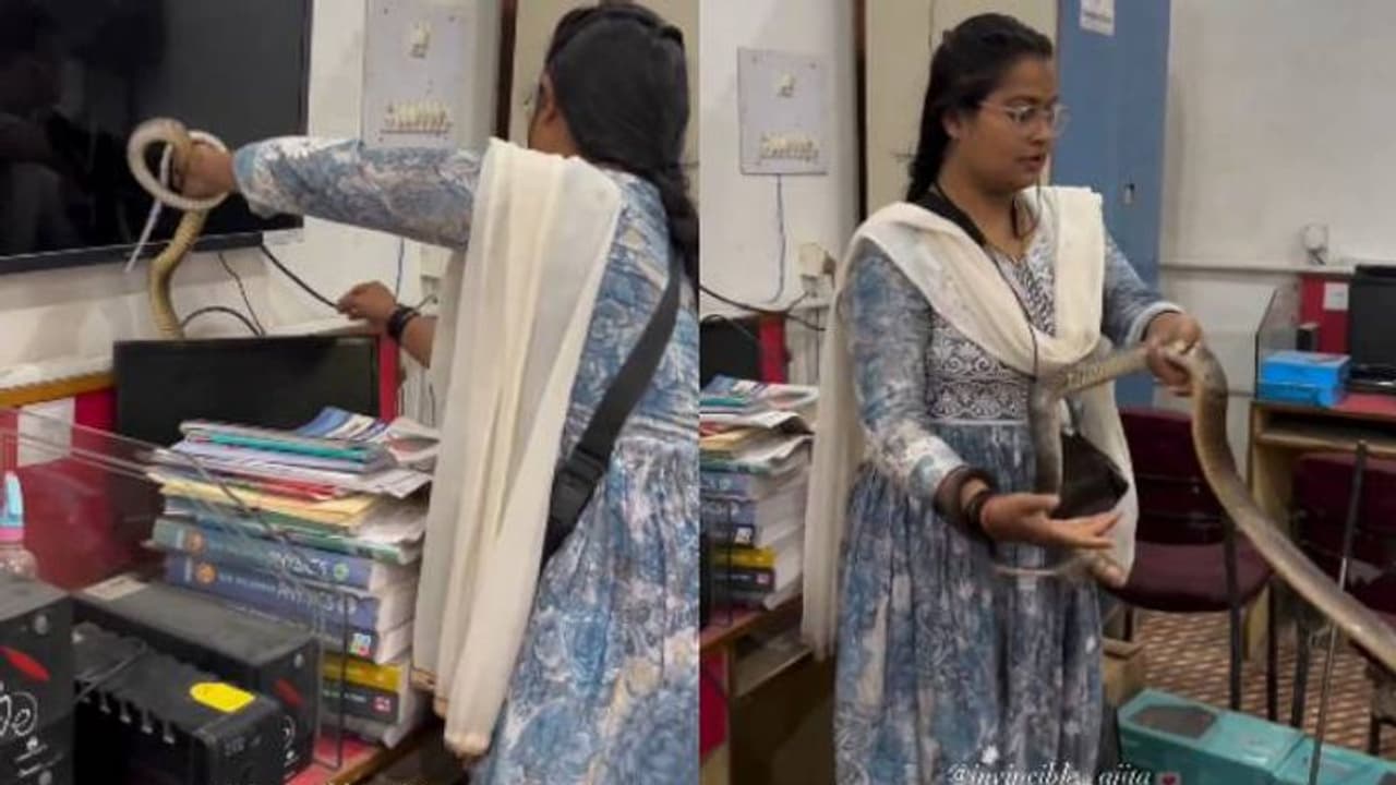 ഇത് ധൈര്യമോ അതോ സാഹസികതയോ? നഗ്നമായ കൈകളോടെ പാമ്പിനെ പിടികൂടി യുവതി, വീഡിയോ ഇത് ധൈര്യമോ അതോ സാഹസികതയോ? നഗ്നമായ കൈകളോടെ പാമ്പിനെ പിടികൂടി യുവതി, വീഡിയോ