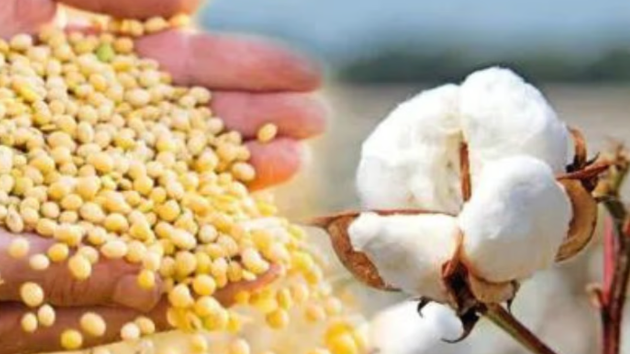 cotton and soybean farmers cotton and soybean farmers