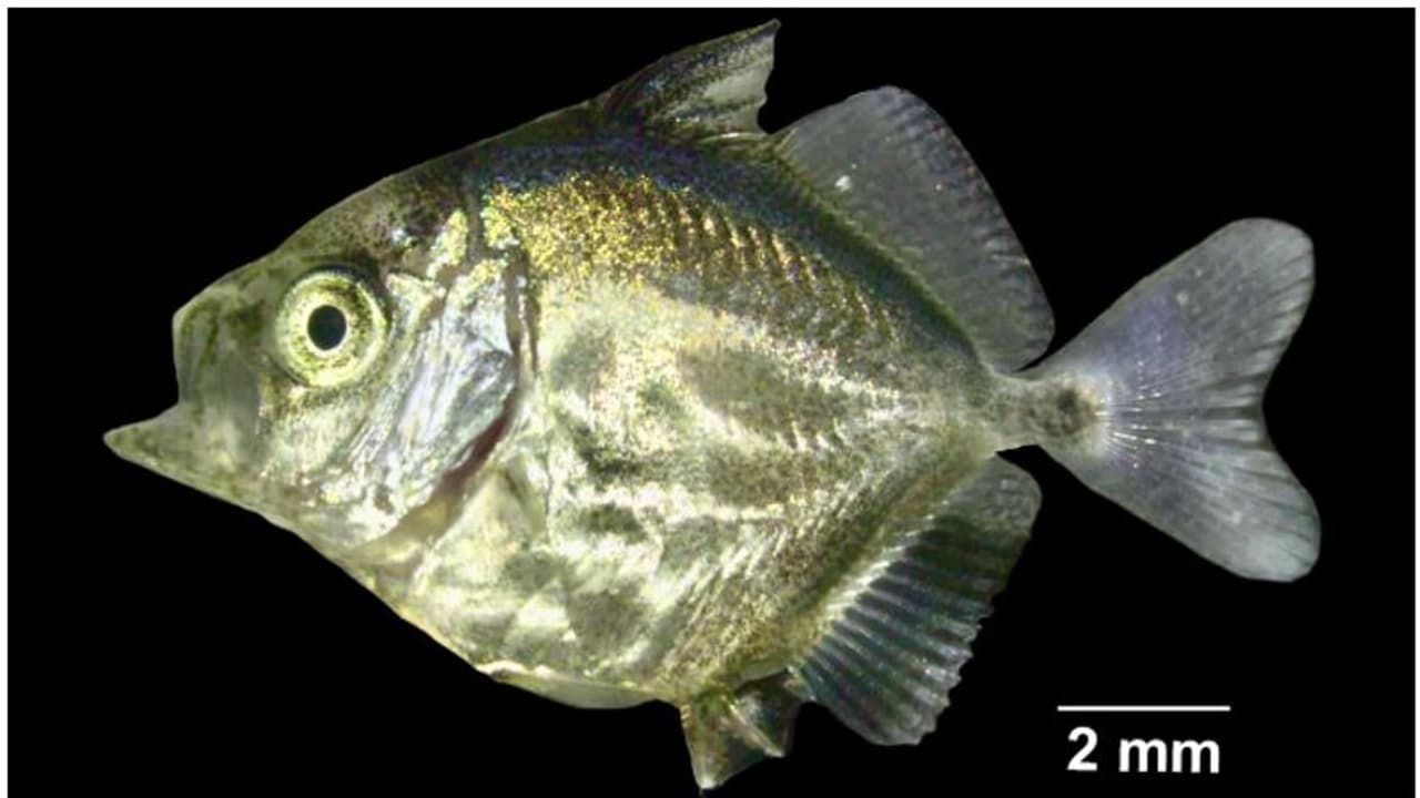 ഉയർന്ന വിപണി മൂല്യം; വറ്റയെ കൃത്രിമമായി പ്രജനനം നടത്തുന്നതിനുള്ള സാങ്കേതിക വിദ്യ വികസിപ്പിച്ച് സിഎംഎഫ്ആർഐ ഉയർന്ന വിപണി മൂല്യം; വറ്റയെ കൃത്രിമമായി പ്രജനനം നടത്തുന്നതിനുള്ള സാങ്കേതിക വിദ്യ വികസിപ്പിച്ച് സിഎംഎഫ്ആർഐ