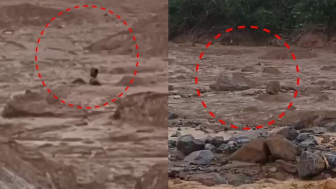 ചെളിയിൽ പുതഞ്ഞ് ഒരു ജീവൻ; രക്ഷാകരങ്ങൾക്കായി കാത്തിരിപ്പ്, മുണ്ടക്കൈയിൽ മണ്ണിൽ കുടുങ്ങിയ ആളെ രക്ഷിക്കാൻ ശ്രമം