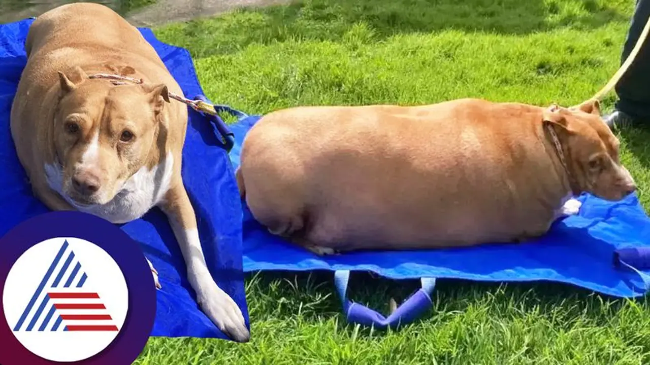 ನಾಯಿಗೆ ಹೆಚ್ಚು ಆಹಾರ ನೀಡ್ತೀರಾ? ಎಚ್ಚರ..ಮಹಿಳೆ ಅನುಭವಿಸ್ತಿದ್ದಾಳೆ ಜೈಲು ಶಿಕ್ಷೆ ನಾಯಿಗೆ ಹೆಚ್ಚು ಆಹಾರ ನೀಡ್ತೀರಾ? ಎಚ್ಚರ..ಮಹಿಳೆ ಅನುಭವಿಸ್ತಿದ್ದಾಳೆ ಜೈಲು ಶಿಕ್ಷೆ