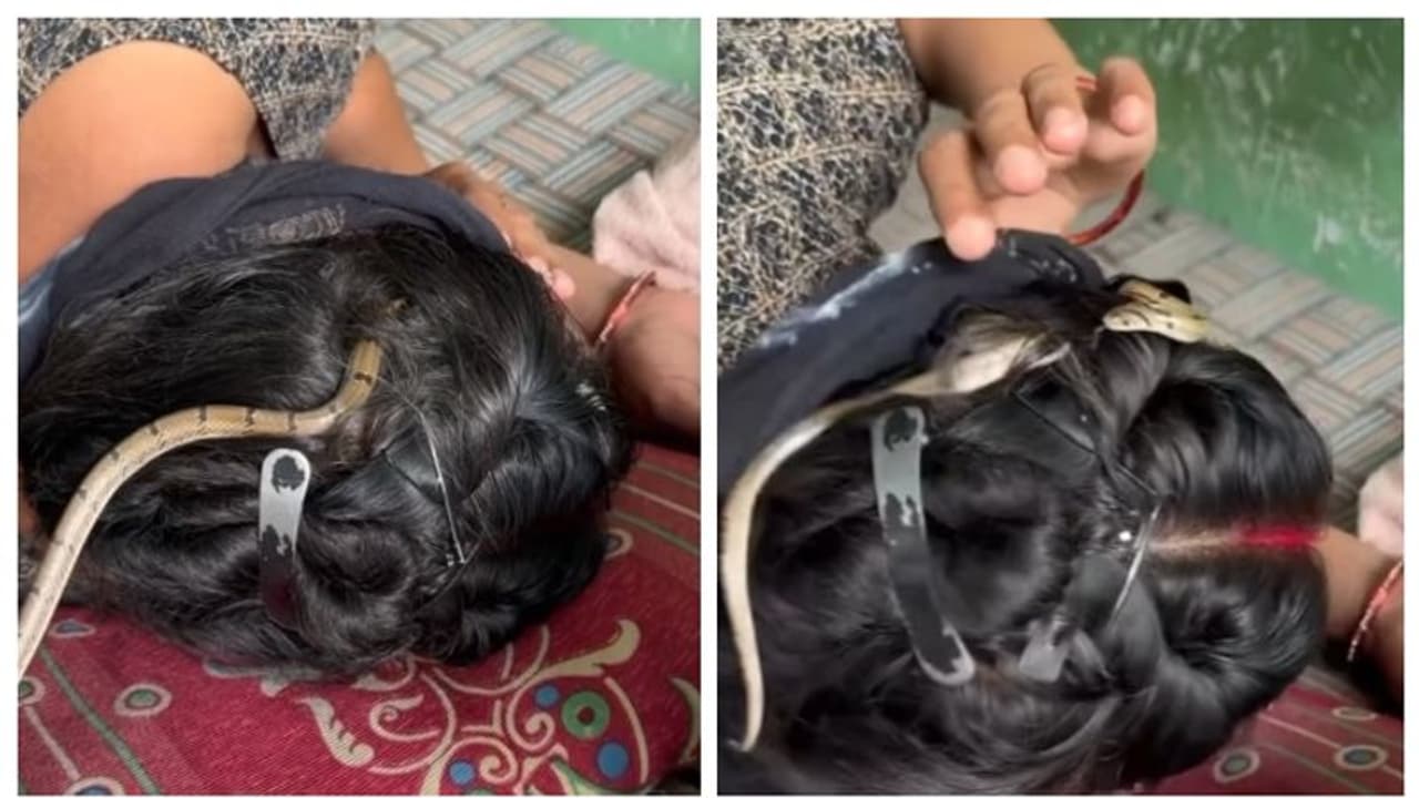 ഉറങ്ങുന്ന സ്ത്രീയുടെ തലമുടിയ്ക്ക് ഇടയിലേക്ക് കയറുന്ന പാമ്പ്; വീഡിയോ വൈറല് ഉറങ്ങുന്ന സ്ത്രീയുടെ തലമുടിയ്ക്ക് ഇടയിലേക്ക് കയറുന്ന പാമ്പ്; വീഡിയോ വൈറല്