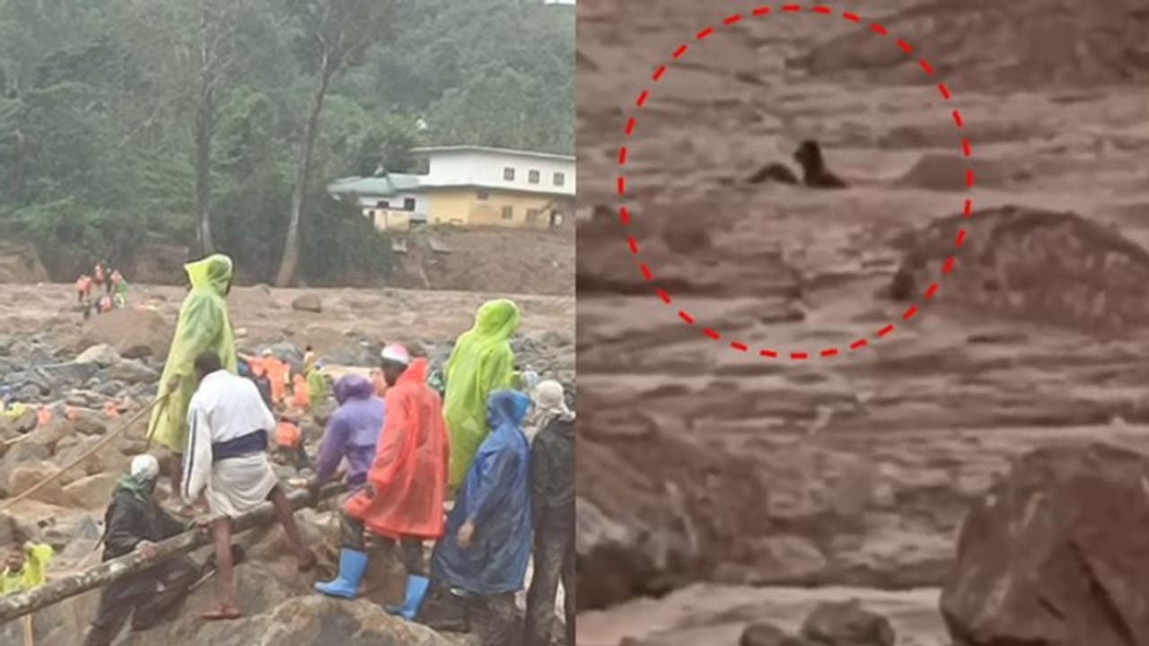 ചെളിയിൽ പുതഞ്ഞ് കിടന്നത് മണിക്കൂറുകൾ, അതിസാഹസിക രക്ഷാപ്രവർത്തനം; മണ്ണിൽ കുടുങ്ങിയ ആളെ രക്ഷപ്പെടുത്തി