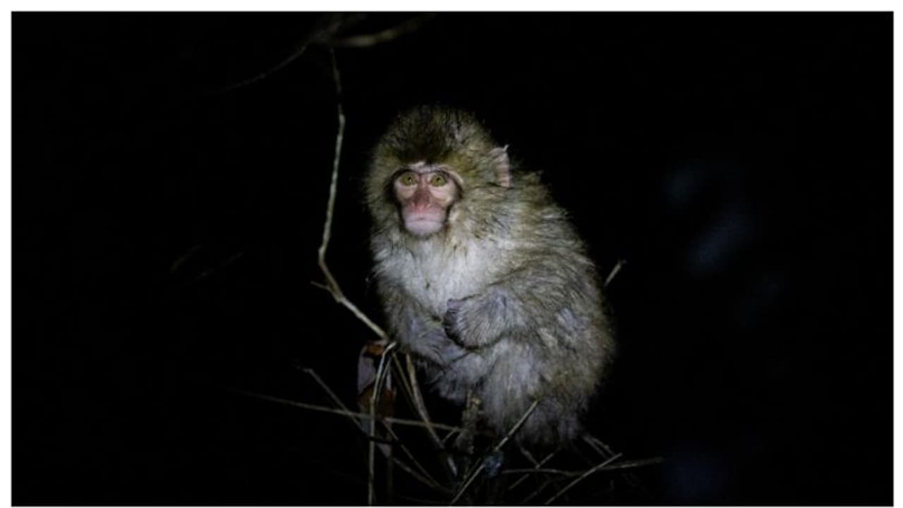 നിക്കരാഗ്വയിൽ തക്കം പാര്ത്തിരുന്ന് മനുഷ്യനെ വേട്ടയാടുന്ന കുരങ്ങൻ; ഒടുവിൽ പിടികൂടിയപ്പോൾ വന് ട്വിസ്റ്റ് നിക്കരാഗ്വയിൽ തക്കം പാര്ത്തിരുന്ന് മനുഷ്യനെ വേട്ടയാടുന്ന കുരങ്ങൻ; ഒടുവിൽ പിടികൂടിയപ്പോൾ വന് ട്വിസ്റ്റ്