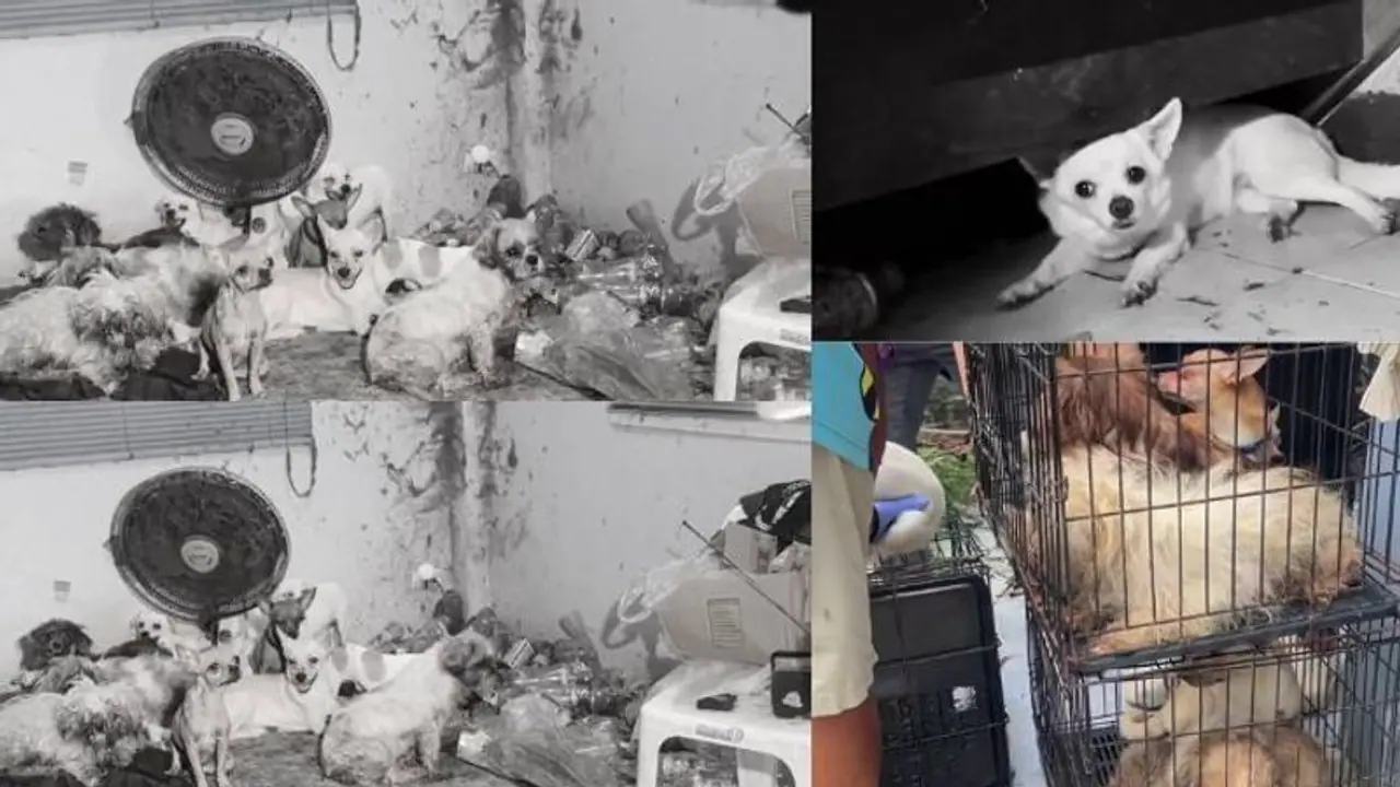 ಬದುಕುಳಿಯಲು 7 ದಿನ ಸತ್ತ ಮಾಲೀಕನ ಕಾಲು ತಿಂದ ಮನೆಯಲ್ಲಿದ್ದ 28 ಸಾಕು ನಾಯಿಗಳು ಬದುಕುಳಿಯಲು 7 ದಿನ ಸತ್ತ ಮಾಲೀಕನ ಕಾಲು ತಿಂದ ಮನೆಯಲ್ಲಿದ್ದ 28 ಸಾಕು ನಾಯಿಗಳು