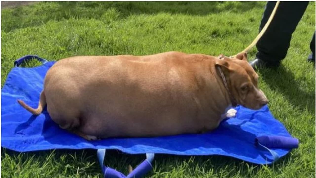 വാരിക്കോരി ഭക്ഷണം കൊടുത്തു, ഭാരം 53 കിലോ! അനങ്ങാന് പോലും വയ്യ, കിടന്ന കിടപ്പില് നായ ചത്തു; യുവതി അഴിയെണ്ണും വാരിക്കോരി ഭക്ഷണം കൊടുത്തു, ഭാരം 53 കിലോ! അനങ്ങാന് പോലും വയ്യ, കിടന്ന കിടപ്പില് നായ ചത്തു; യുവതി അഴിയെണ്ണും