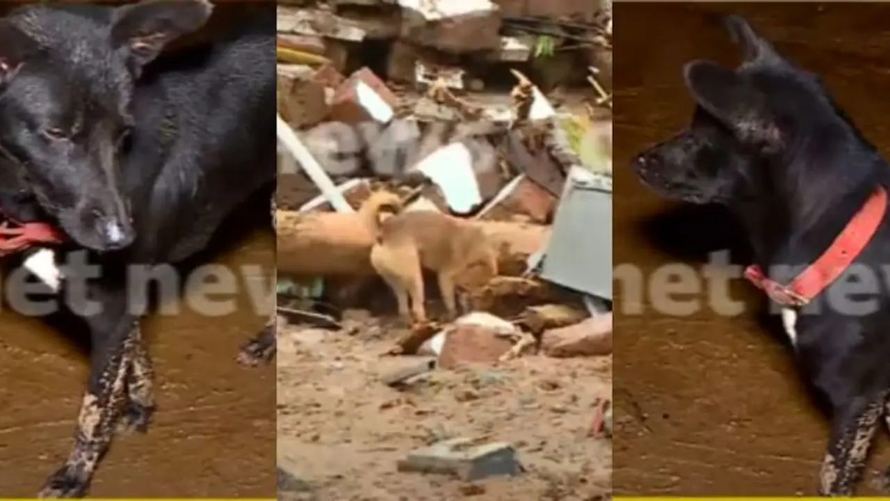 കെട്ടിടാവശിഷ്ടങ്ങൾക്കിടയിലും മണ്‍കൂനകൾക്കിടയിലും പ്രിയപ്പെട്ടവരെ തിരഞ്ഞു നടക്കുന്ന മിണ്ടാപ്രാണികൾ; നൊമ്പരകാഴ്ച