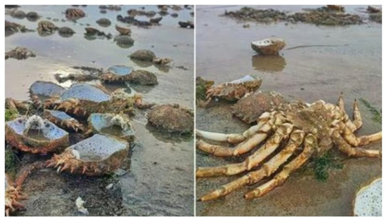 ദുരന്ത സൂചനയോ? ആശങ്കയായി കടല്ത്തീരത്തെ ചിലന്തി ഞണ്ടുകളുടെ കൂട്ട ശവക്കുഴി; ഭയം വേണ്ടെന്ന് അധികാരികള് ദുരന്ത സൂചനയോ? ആശങ്കയായി കടല്ത്തീരത്തെ ചിലന്തി ഞണ്ടുകളുടെ കൂട്ട ശവക്കുഴി; ഭയം വേണ്ടെന്ന് അധികാരികള്