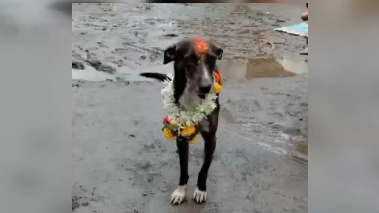 Meet Indian Hachi: Dog walks 200km from Pandharpur to Belagavi to find owner after getting lost