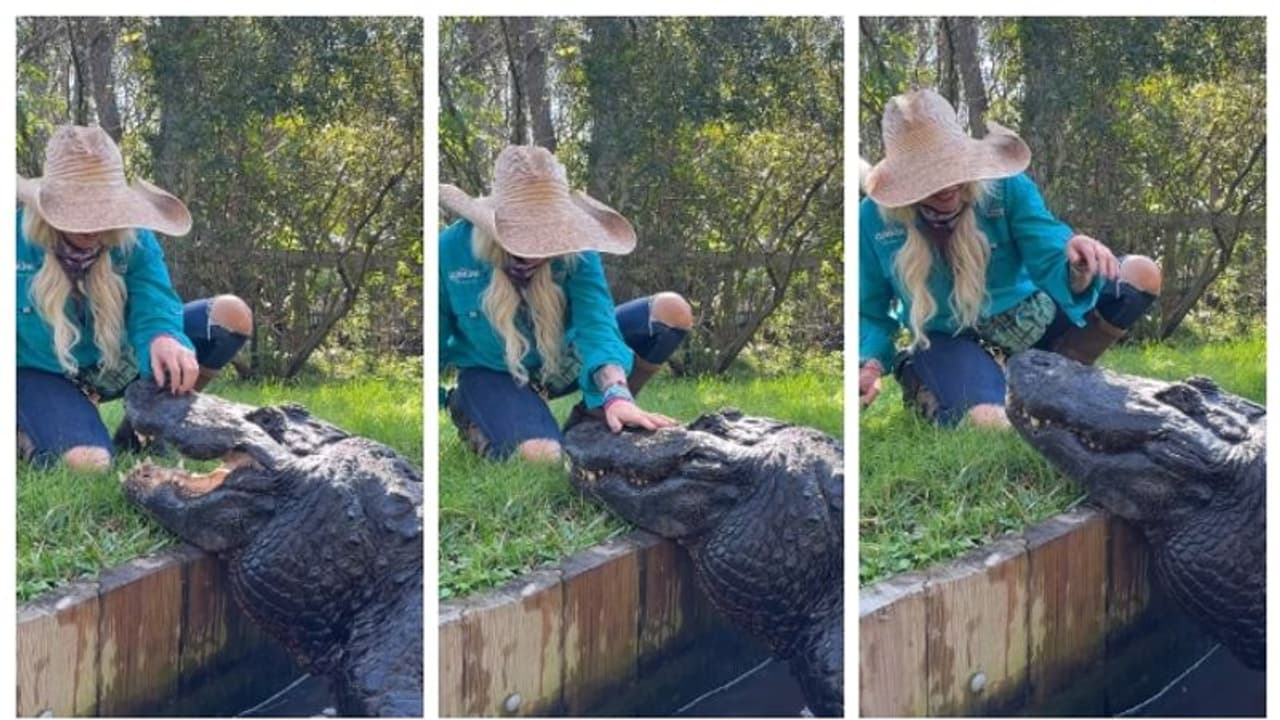 'വിഡ്ഢിത്തം കാട്ടാതെ എഴുന്നേറ്റ് പോ'; കൂറ്റന്‍ മുതലയെ തഴുകി തലോടുന്ന യുവതിയുടെ വീഡിയോയ്ക്ക് വിമർശനം