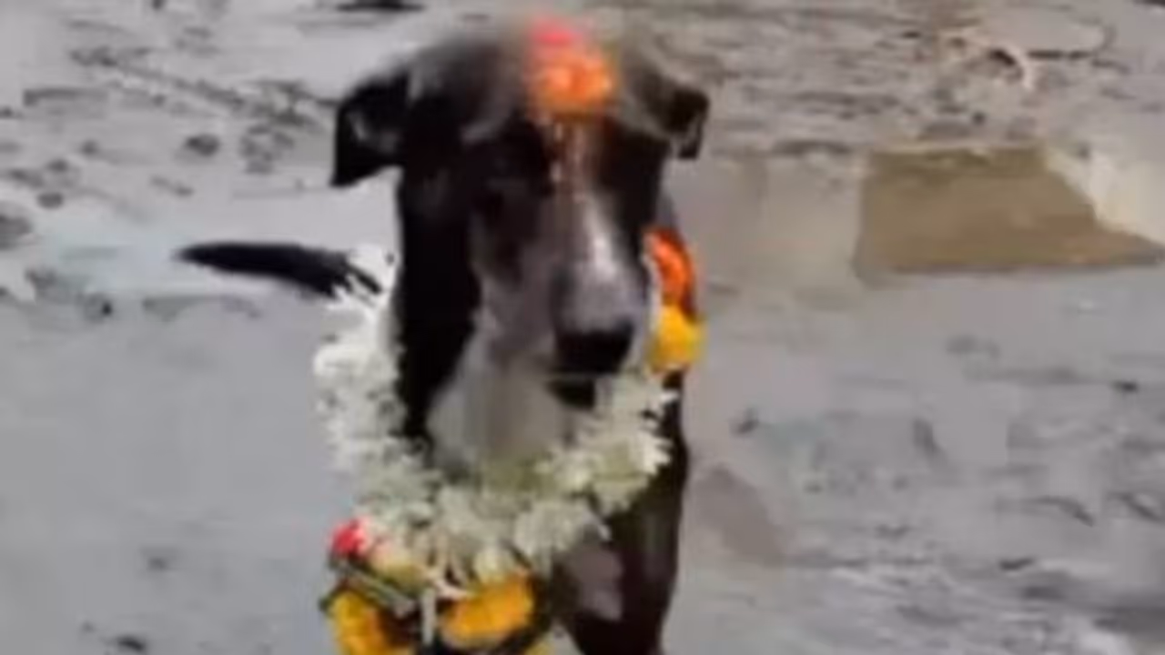 അത്ഭുതമെന്നല്ലാതെന്ത് പറയും? 250 കിലോമീറ്റർ, പ്രിയപ്പെട്ട ഉടമയ്ക്കരികിലെത്താൻ ഒരു നായ തനിയെ നടന്ന ദൂരം അത്ഭുതമെന്നല്ലാതെന്ത് പറയും? 250 കിലോമീറ്റർ, പ്രിയപ്പെട്ട ഉടമയ്ക്കരികിലെത്താൻ ഒരു നായ തനിയെ നടന്ന ദൂരം