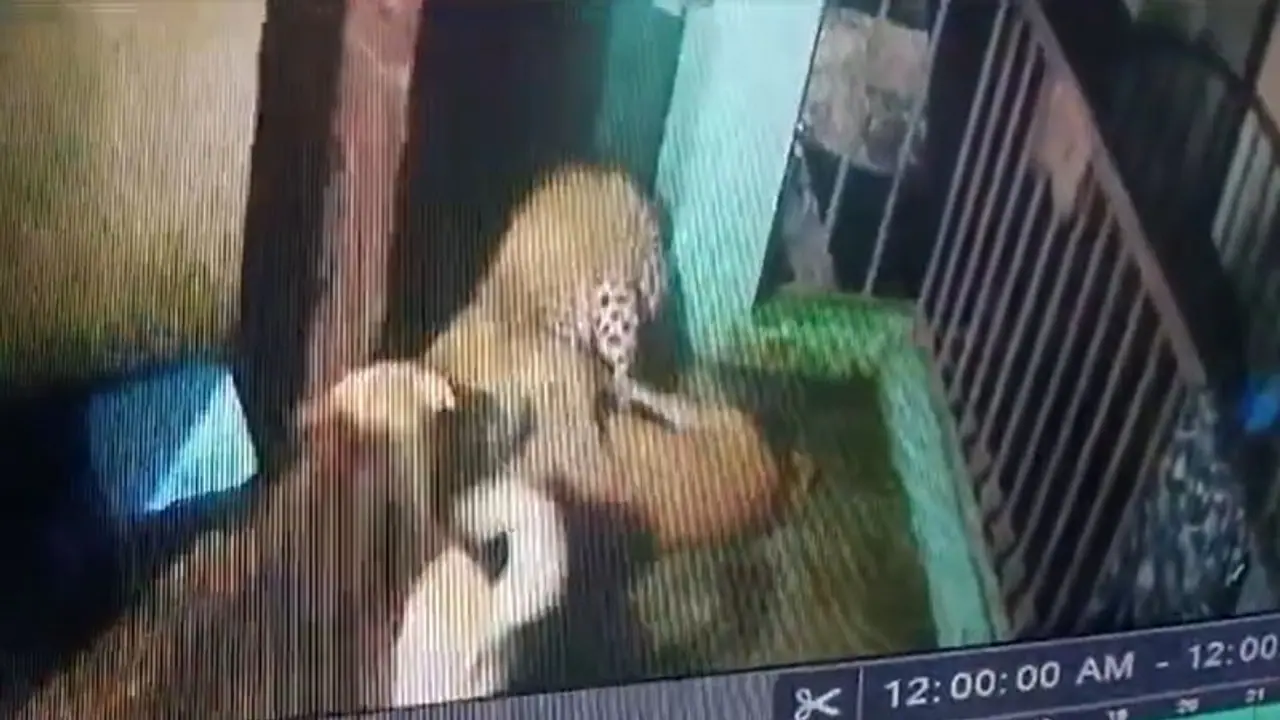 ಅನ್ನ ಹಾಕಿದ ಮನೆಯವರ ಪ್ರಾಣ ಉಳಿಸಲು ಚಿರತೆ ವಿರುದ್ಧ ನಾಯಿ ಹೋರಾಟ, ಭೀಕರ ದೃಶ್ಯ ಸೆರೆ! ಅನ್ನ ಹಾಕಿದ ಮನೆಯವರ ಪ್ರಾಣ ಉಳಿಸಲು ಚಿರತೆ ವಿರುದ್ಧ ನಾಯಿ ಹೋರಾಟ, ಭೀಕರ ದೃಶ್ಯ ಸೆರೆ!