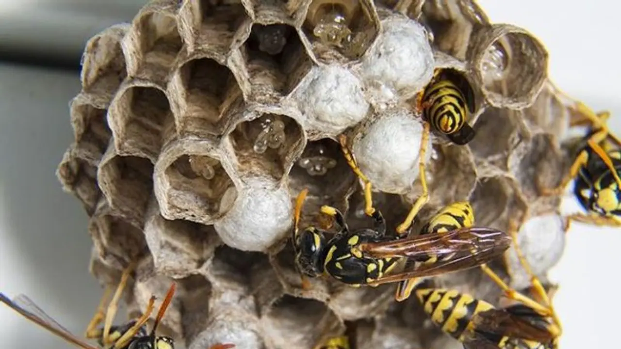 வீட்டில் குளவிகள் கூடு கட்டினால் நல்ல சகுனமா? கெட்ட சகுனமா? தெரிஞ்சுக்க இதை படிங்க.. வீட்டில் குளவிகள் கூடு கட்டினால் நல்ல சகுனமா? கெட்ட சகுனமா? தெரிஞ்சுக்க இதை படிங்க..