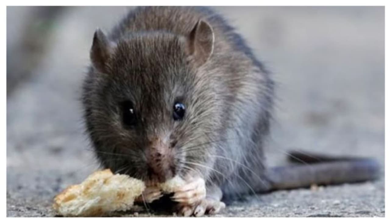  ഈ മഴക്കാലത്ത് എലിപ്പനിയെ പേടിക്കണം ; ലക്ഷണങ്ങൾ അറിഞ്ഞിരിക്കൂ 