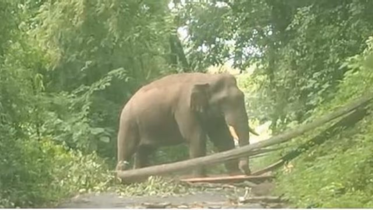 രോഗിയുമായി പോയ ആംബുലൻസിന് മുന്നിൽ പന മറിച്ചിട്ട് കബാലി, പടക്കം പൊട്ടിച്ച് തുരത്തി വനംവകുപ്പ് രോഗിയുമായി പോയ ആംബുലൻസിന് മുന്നിൽ പന മറിച്ചിട്ട് കബാലി, പടക്കം പൊട്ടിച്ച് തുരത്തി വനംവകുപ്പ്