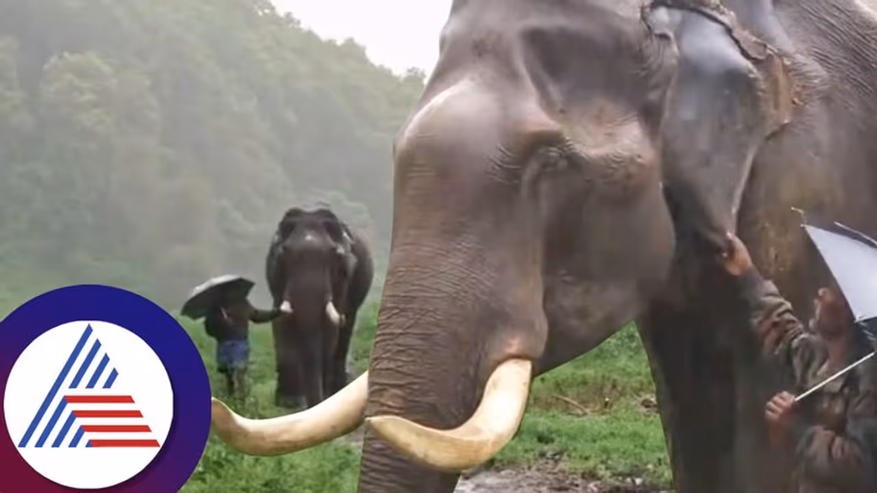 ಮಾವುತನ ಪ್ರೀತಿಗೆ ಮಗುವಾದ ದೈತ್ಯ ಆನೆ, ಬಾಂಧವ್ಯದ ವಿಡಿಯೋ ಹಂಚಿಕೊಂಡ ಅಧಿಕಾರಿ! ಮಾವುತನ ಪ್ರೀತಿಗೆ ಮಗುವಾದ ದೈತ್ಯ ಆನೆ, ಬಾಂಧವ್ಯದ ವಿಡಿಯೋ ಹಂಚಿಕೊಂಡ ಅಧಿಕಾರಿ!