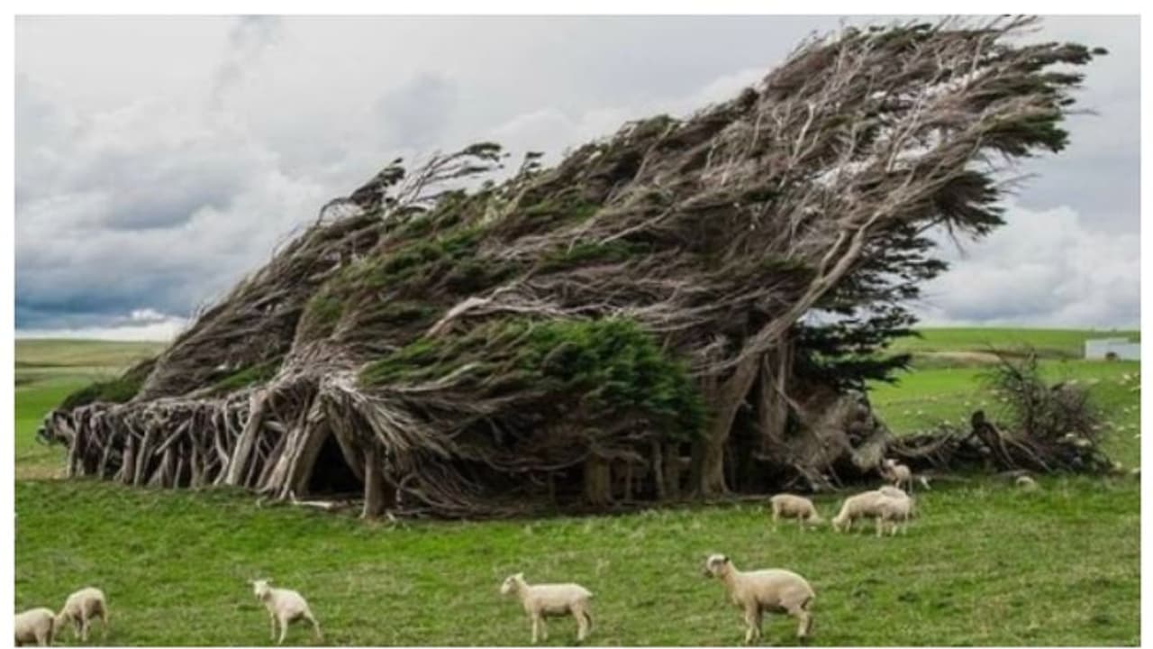 ചരിഞ്ഞ് മാത്രം വളരുന്ന മരങ്ങളുള്ള ഭൂമിയിലെ ഏറ്റവും വിചിത്രമായ സ്ഥലം; ഇത് ന്യൂസിലന്ഡിലെ സ്ലോപ്പ് പോയന്റ് ചരിഞ്ഞ് മാത്രം വളരുന്ന മരങ്ങളുള്ള ഭൂമിയിലെ ഏറ്റവും വിചിത്രമായ സ്ഥലം; ഇത് ന്യൂസിലന്ഡിലെ സ്ലോപ്പ് പോയന്റ്