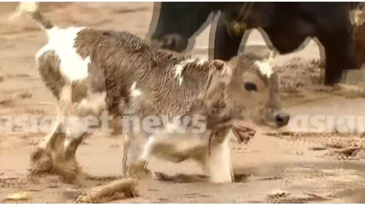 ദുരന്തത്തിൽ ഒറ്റപ്പെട്ടുപോയ വളർത്തുമൃഗങ്ങൾ അനാഥരല്ല, 24 മണിക്കൂർ കൺട്രോൾ റൂം ചൂരൽമലയിൽ തുറന്നു ദുരന്തത്തിൽ ഒറ്റപ്പെട്ടുപോയ വളർത്തുമൃഗങ്ങൾ അനാഥരല്ല, 24 മണിക്കൂർ കൺട്രോൾ റൂം ചൂരൽമലയിൽ തുറന്നു
