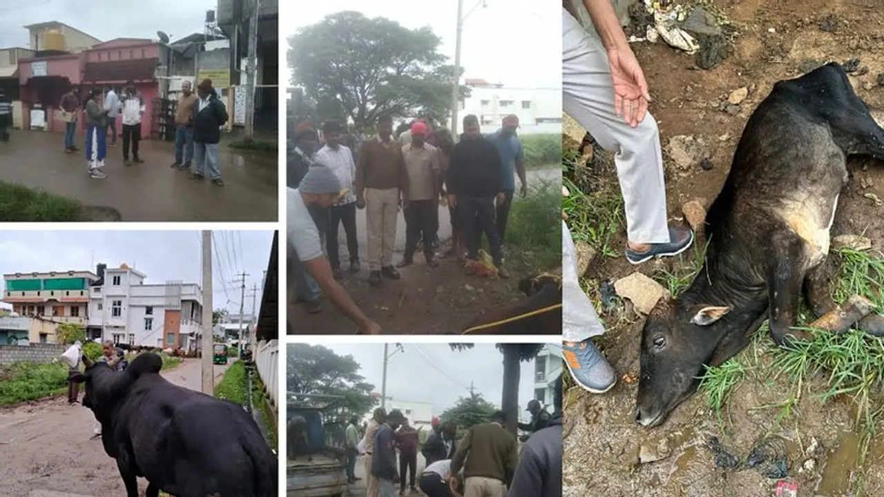 Chikkamagaluru: ಪೊಲೀಸ್ ಇಲಾಖೆ, ನಗರಸಭೆ ಸಿಬ್ಬಂದಿಗಳಿಂದ ಬಿಡಾಡಿ ದನಗಳ ಹಿಡಿಯುವ ಕಾರ್ಯಾಚರಣೆ! Chikkamagaluru: ಪೊಲೀಸ್ ಇಲಾಖೆ, ನಗರಸಭೆ ಸಿಬ್ಬಂದಿಗಳಿಂದ ಬಿಡಾಡಿ ದನಗಳ ಹಿಡಿಯುವ ಕಾರ್ಯಾಚರಣೆ!