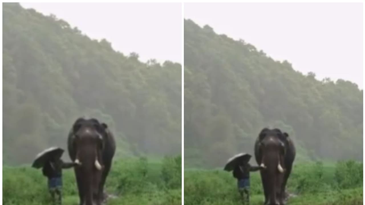 Viral Video: Watch this touching monsoon moment between an Elephant and its Mahout Viral Video: Watch this touching monsoon moment between an Elephant and its Mahout