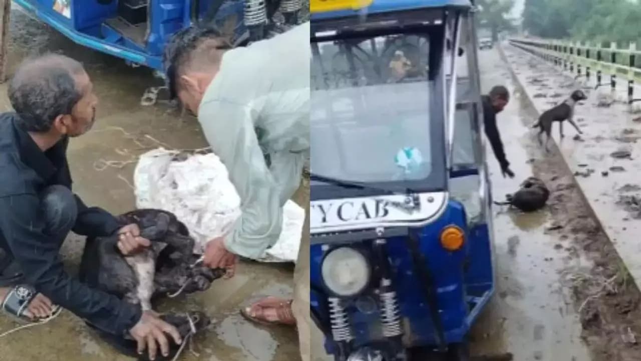 அடப்பாவிகளா... நாய்களை மூட்டை கட்டி ஆற்றில் வீச முயற்சி! வைரல் வீடியோவை வைத்து 2 பேர் கைது!