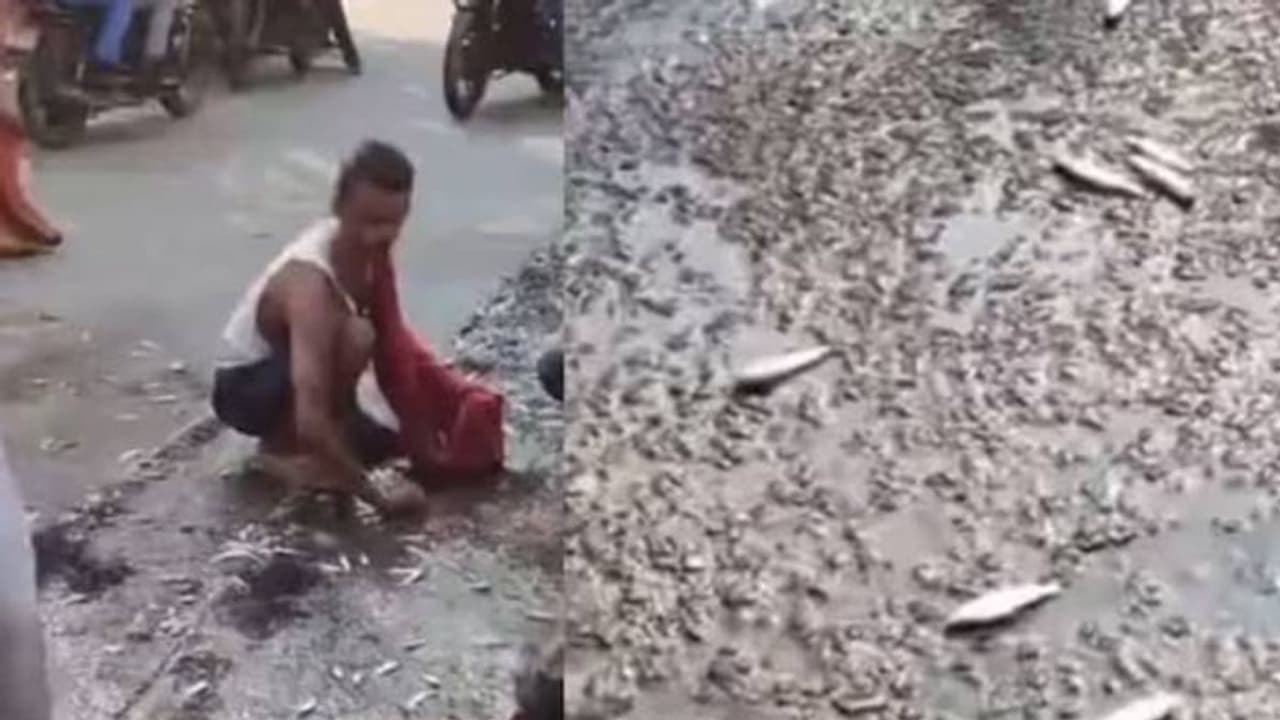 നിയന്ത്രണം വിട്ട് മീൻവണ്ടി മറിഞ്ഞു; മീൻ മുഴുവൻ കൊള്ളയടിച്ച് നാട്ടുകാർ നിയന്ത്രണം വിട്ട് മീൻവണ്ടി മറിഞ്ഞു; മീൻ മുഴുവൻ കൊള്ളയടിച്ച് നാട്ടുകാർ