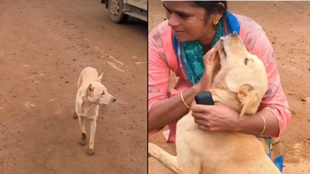 ವಯನಾಡಿನಲ್ಲಿ 6 ದಿನಗಳ ಬಳಿಕ ಮಾಲೀಕನ ಪತ್ತೆ ಹಚ್ಚಿದ ನಾಯಿ, ಹೃದಯಸ್ಪರ್ಶಿ ವಿಡಿಯೋ!