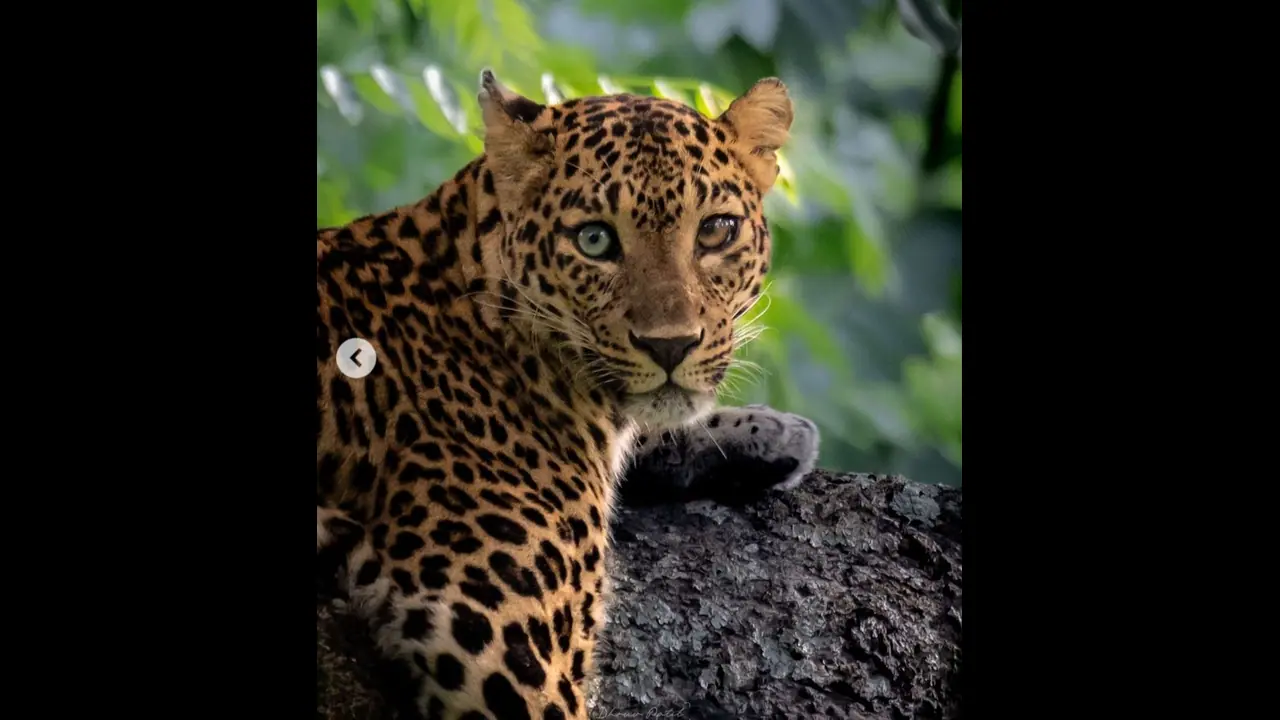  ಬಂಡೀಪುರದಲ್ಲಿ ವಿಭಿನ್ನ ಕಣ್ಣುಗಳ ಚಿರತೆ ಪತ್ತೆ!