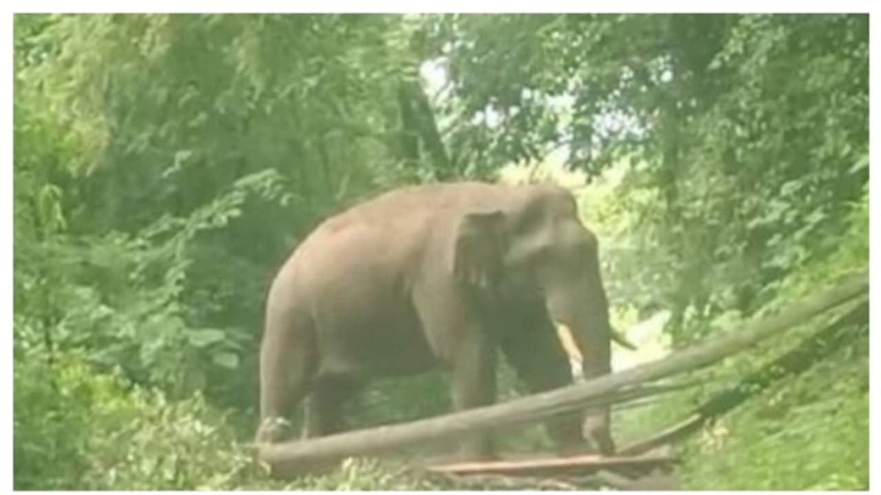 ഡെപ്യൂട്ടി തഹസിൽദാറും സംഘവും സഞ്ചരിച്ച വാഹനത്തെ ആക്രമിക്കാൻ ശ്രമിച്ച് കബാലി; ഉദ്യോഗസ്ഥരെത്തി കാടുകയറ്റി ഡെപ്യൂട്ടി തഹസിൽദാറും സംഘവും സഞ്ചരിച്ച വാഹനത്തെ ആക്രമിക്കാൻ ശ്രമിച്ച് കബാലി; ഉദ്യോഗസ്ഥരെത്തി കാടുകയറ്റി