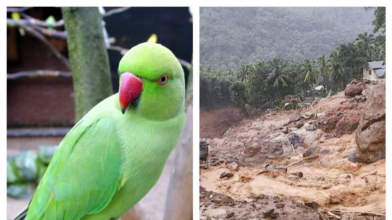கேரளாவில் நிலச்சரிவை முன்கூட்டியே உணர்ந்து பல குடும்பங்களை காப்பாற்றிய வளர்ப்பு கிளிகள்