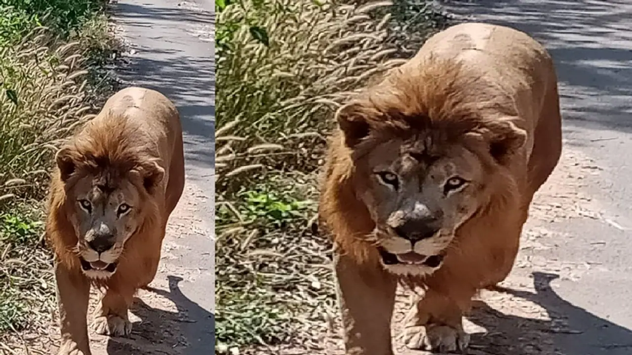 ತ್ಯಾವರೆಕೊಪ್ಪ ಹುಲಿ ಸಿಂಹಧಾಮದಲ್ಲಿ ಪ್ರವಾಸಿಗರ ಆಕರ್ಷಣೆಯ ಕೇಂದ್ರಬಿಂದು ಸಫಾರಿಯ 'ಆರ್ಯ' ಇನ್ನಿಲ್ಲ! ತ್ಯಾವರೆಕೊಪ್ಪ ಹುಲಿ ಸಿಂಹಧಾಮದಲ್ಲಿ ಪ್ರವಾಸಿಗರ ಆಕರ್ಷಣೆಯ ಕೇಂದ್ರಬಿಂದು ಸಫಾರಿಯ 'ಆರ್ಯ' ಇನ್ನಿಲ್ಲ!