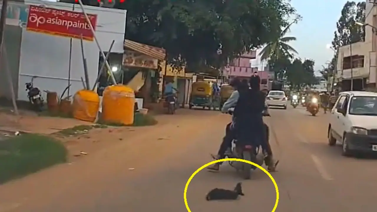 Bengaluru: Triple riders crush puppy under two wheeler in Varthur, netizens demand strict action (WATCH) Bengaluru: Triple riders crush puppy under two wheeler in Varthur, netizens demand strict action (WATCH)