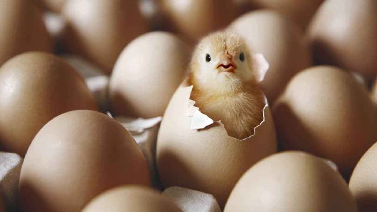 കോഴിയാണോ ആദ്യമുണ്ടായത് മുട്ടയാണോ? കൂട്ടുകാർ തമ്മിൽ തർക്കം, ഒരാൾ മറ്റൊരാളെ വെട്ടിക്കൊന്നു