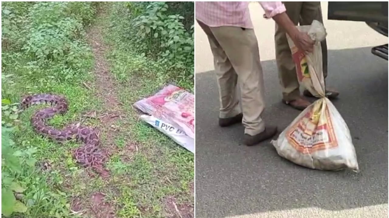 മലവെള്ളത്തിനൊപ്പം ഒഴുകിയെത്തിയ പെരുമ്പാമ്പിന് വീട്ടുടമ കാവലിരുന്നത് 2 ദിവസം; കാരണം വിശദീകരിച്ച് വനംവകുപ്പ് മലവെള്ളത്തിനൊപ്പം ഒഴുകിയെത്തിയ പെരുമ്പാമ്പിന് വീട്ടുടമ കാവലിരുന്നത് 2 ദിവസം; കാരണം വിശദീകരിച്ച് വനംവകുപ്പ്