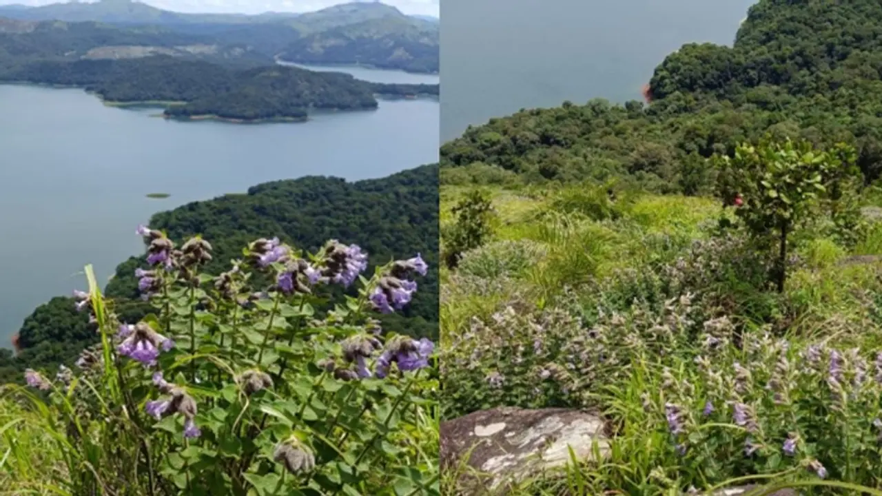 Rare Neelakurinji blossoms in Kerala's Idukki draws curious visitors Rare Neelakurinji blossoms in Kerala's Idukki draws curious visitors