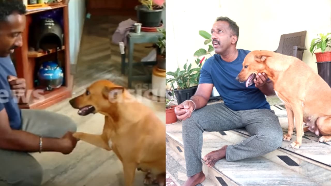 'ഇന്നും മഴ കാണുമ്പോൾ അവൾ ചെവിതാഴ്ത്തിയിരിക്കും'; ധനുഷ്കയുടെ കുവി ഇന്ന് ചേർത്തലയിലുണ്ട്, 'കൃഷ്ണകൃപ'യിലെ അരുമ 'ഇന്നും മഴ കാണുമ്പോൾ അവൾ ചെവിതാഴ്ത്തിയിരിക്കും'; ധനുഷ്കയുടെ കുവി ഇന്ന് ചേർത്തലയിലുണ്ട്, 'കൃഷ്ണകൃപ'യിലെ അരുമ