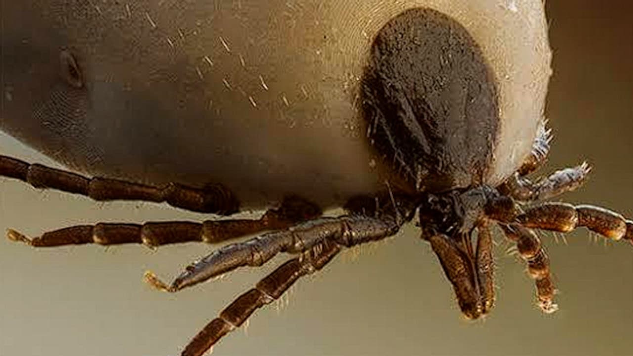 What Are The Signs Of Rickettsial Infections?