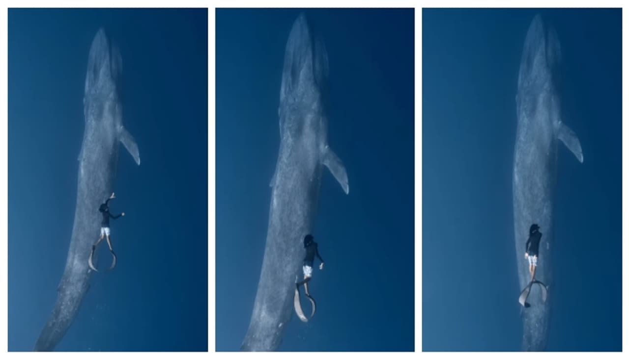 സ്വപ്നസമാനം; മാലദ്വീപിൽ പടുകൂറ്റന് നീലത്തിമിംഗലത്തിനൊപ്പം നീന്തുന്ന വീഡിയോ വൈറല് സ്വപ്നസമാനം; മാലദ്വീപിൽ പടുകൂറ്റന് നീലത്തിമിംഗലത്തിനൊപ്പം നീന്തുന്ന വീഡിയോ വൈറല്