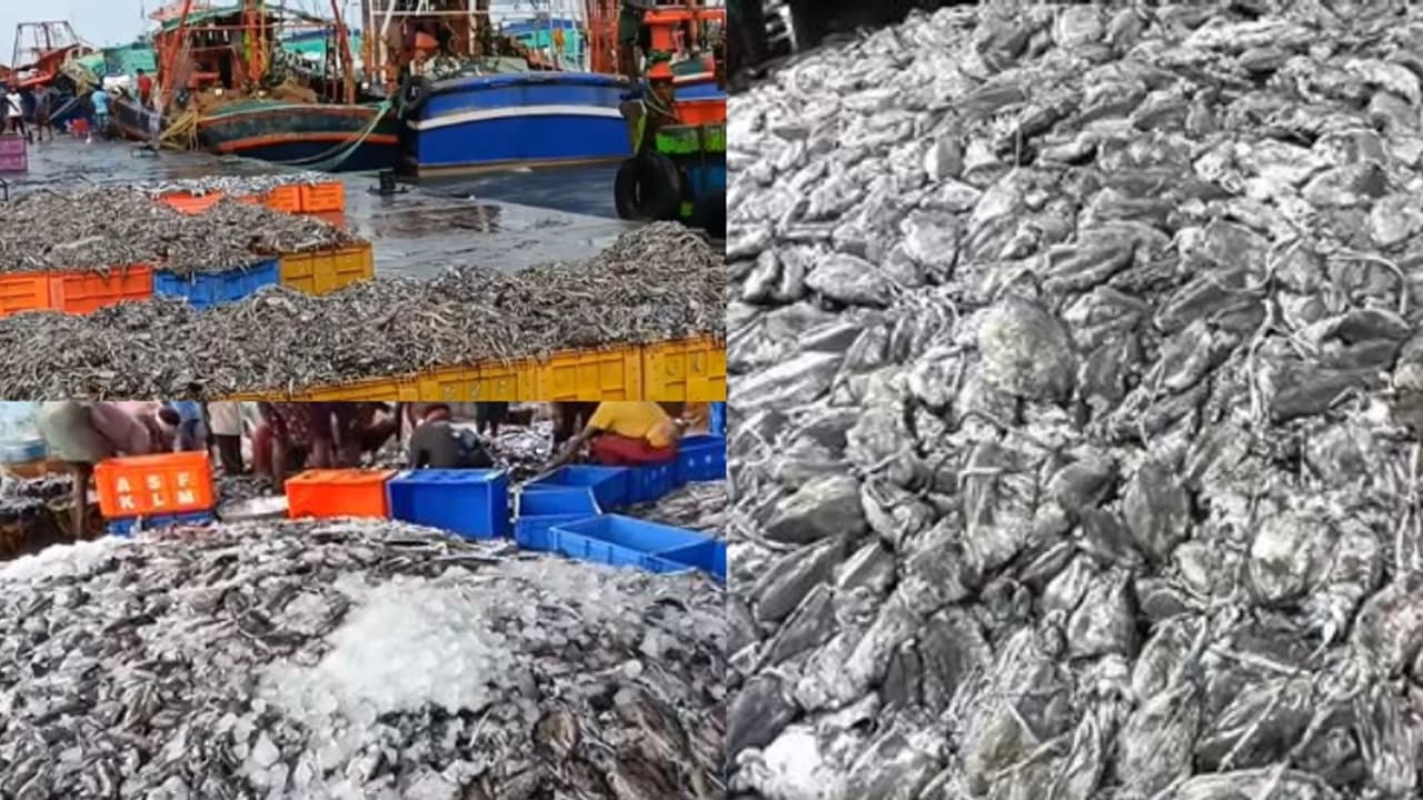 ചാകര... ചാകര... കടപ്പുറത്തിൻ ഉത്സവമായ്! ട്രോളിങ് കഴിഞ്ഞ് കടലിൽ പോയിവന്ന ബോട്ടുകളിൽ ചാകരക്കോള്! 