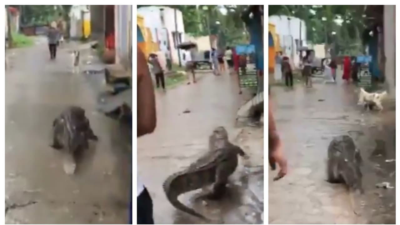 യുപിയിലെ തെരുവിലൂടെ കൂസലില്ലാതെ പോകുന്ന മുതലയെ ചവിട്ടുന്ന മനുഷ്യന്‍; രൂക്ഷമായി പ്രതികരിച്ച് സോഷ്യൽ മീഡിയ 