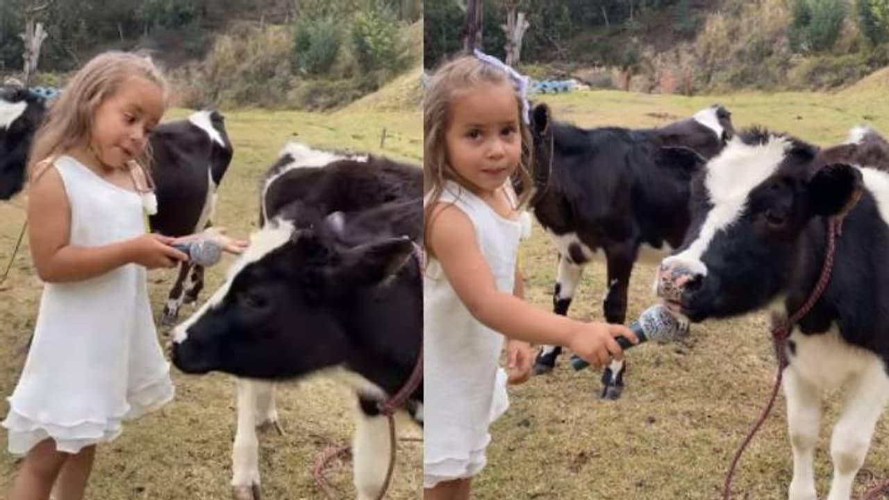 പശുവെങ്കിൽ പശു, മൈക്ക് നീട്ടി കുട്ടി, പ്രതികരിച്ച് പശുവും, ജേണലിസ്റ്റ് കൊള്ളാമല്ലോ എന്ന് നെറ്റിസൺസ്