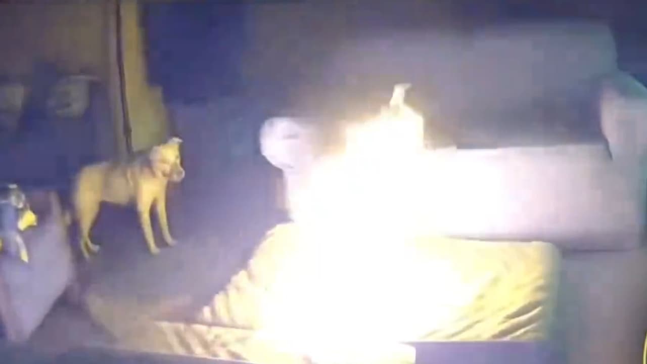 ಮಾಲೀಕನಿಲ್ಲದ ವೇಳೆ ಅನ್ನ ಹಾಕಿದ ಮನೆಗೆ ಬೆಂಕಿ ಇಟ್ಟ ಸಾಕು ನಾಯಿ, ಸಿಸಿಟಿವಿಯಲ್ಲಿ ಕೃತ್ಯ ಸೆರೆ!