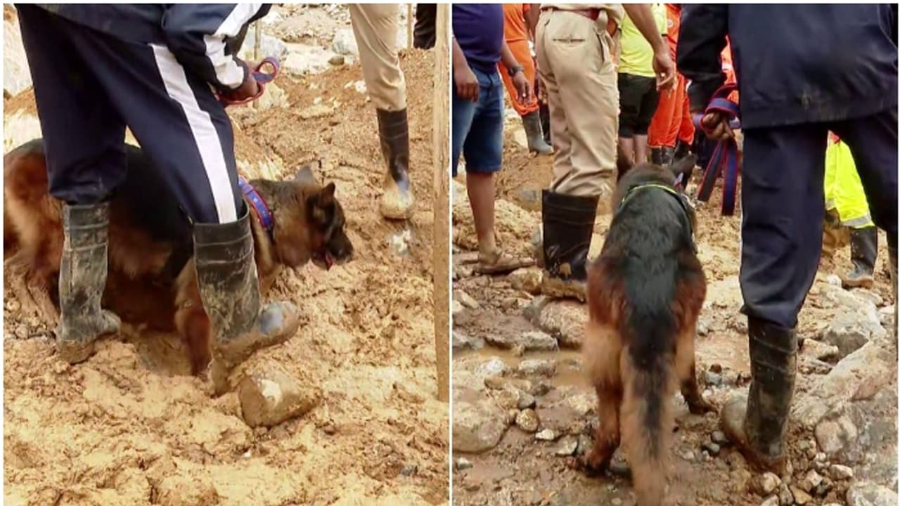 മണ്ണിനടിയില് നിന്ന് ദുര്ഗന്ധം; മുണ്ടക്കൈയില് രണ്ടിടത്ത് പരിശോധന, പാറകളും മണ്ണും നീക്കി തെരച്ചില് മണ്ണിനടിയില് നിന്ന് ദുര്ഗന്ധം; മുണ്ടക്കൈയില് രണ്ടിടത്ത് പരിശോധന, പാറകളും മണ്ണും നീക്കി തെരച്ചില്