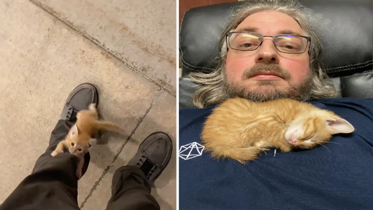 ಕಚೇರಿ ಬಳಿ ಉದ್ಯೋಗಿ ಕಾಲು ಹಿಡಿದು ಅಂಗಲಾಚಿದ ಬೆಕ್ಕಿನ ಮರಿಗೆ ಆಶ್ರಯ, ಹೃದಯಸ್ವರ್ಶಿ ವಿಡಿಯೋ! ಕಚೇರಿ ಬಳಿ ಉದ್ಯೋಗಿ ಕಾಲು ಹಿಡಿದು ಅಂಗಲಾಚಿದ ಬೆಕ್ಕಿನ ಮರಿಗೆ ಆಶ್ರಯ, ಹೃದಯಸ್ವರ್ಶಿ ವಿಡಿಯೋ!