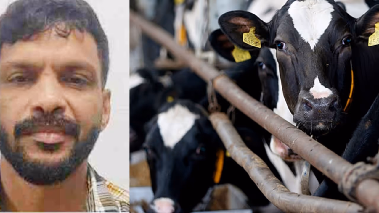 നിലമ്പൂരിലെ പശു ഫാം, പക്ഷേ അകത്ത് കച്ചവടം വേറെ; പൊലീസെത്തിയപ്പോൾ കിട്ടിയത് എംഡിഎംഎ, കാറടക്കം പൊക്കി പൊലീസ് നിലമ്പൂരിലെ പശു ഫാം, പക്ഷേ അകത്ത് കച്ചവടം വേറെ; പൊലീസെത്തിയപ്പോൾ കിട്ടിയത് എംഡിഎംഎ, കാറടക്കം പൊക്കി പൊലീസ്